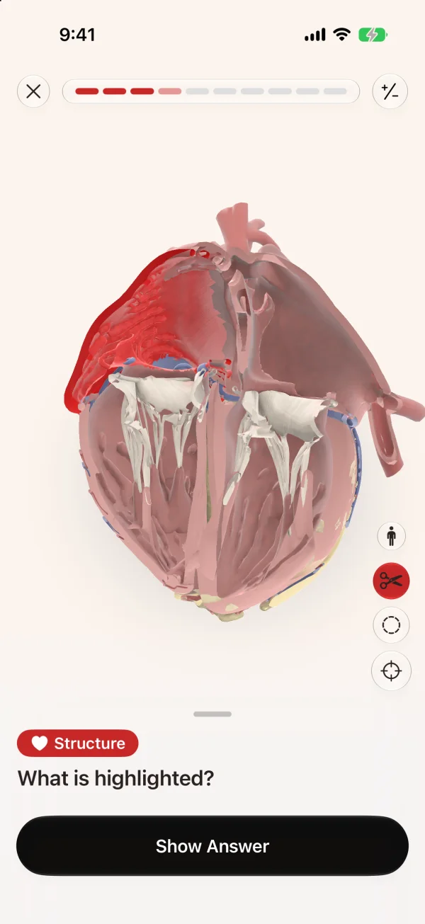 A 3D heart cut open to show all four chambers and the valves, with the right atrium highlighted and the question “What is highlighted?”